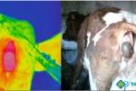 Ups..., chyba coś śmierdzi... Wizyjna i termograficzna fotografia krowy. Zastosowanie termowizji w weterynarii.