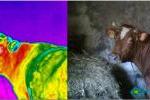 Wizyjny i termowizyjny obraz krowy, możliwość stosowania termowizji w weterynarii do wykrywania urazów u zwierząt domowych.