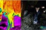 Wizyjne i termowizyjne zdjęcie krowy, możliwość stosowania termowizji w weterynarii do badania zwierząt hodowlanych.
