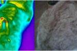 Termografia jest szczególnie skuteczna w przypadku zwierząt, które nie mogą wskazać miejsca bólu (niewidoczna rana).
